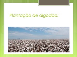 Plantação de algodão:
 