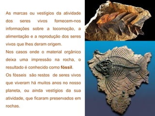 As marcas ou vestígios da atividade
dos    seres    vivos   fornecem-nos
informações sobre a locomoção, a
alimentação e a reprodução dos seres
vivos que lhes deram origem.
Nos casos onde o material orgânico
deixa uma impressão na rocha, o
resultado é conhecido como fóssil.
Os fósseis são restos de seres vivos
que viveram há muitos anos no nosso
planeta, ou ainda vestígios da sua
atividade, que ficaram preservados em
rochas.
 