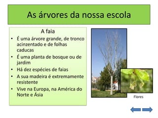 As árvores da nossa escola
A faia
• É uma árvore grande, de tronco
acinzentado e de folhas
caducas
• É uma planta de bosque ou de
jardim
• Há dez espécies de faias
• A sua madeira é extremamente
resistente
• Vive na Europa, na América do
Norte e Ásia Flores
 