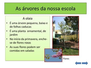 As árvores da nossa escola
A olaia
• É uma árvore pequena, baixa e
de folhas caducas
• É uma planta ornamental, de
jardim
• No início da primavera, enche-
se de flores roxas
• As suas flores podem ser
comidas em saladas
Flores
 
