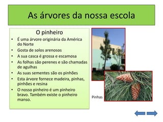 As árvores da nossa escola
O pinheiro
• É uma árvore originária da América
do Norte
• Gosta de solos arenosos
• A sua casca é grossa e escamosa
• As folhas são perenes e são chamadas
de agulhas
• As suas sementes são os pinhões
• Esta árvore fornece madeira, pinhas,
pinhões e resina
• O nosso pinheiro é um pinheiro
bravo. Também existe o pinheiro
manso.
Pinhas
 