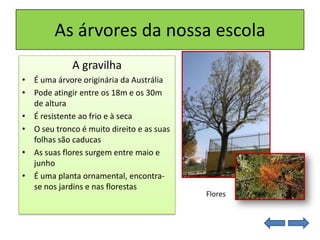 As árvores da nossa escola
A gravilha
• É uma árvore originária da Austrália
• Pode atingir entre os 18m e os 30m
de altura
• É resistente ao frio e à seca
• O seu tronco é muito direito e as suas
folhas são caducas
• As suas flores surgem entre maio e
junho
• É uma planta ornamental, encontra-
se nos jardins e nas florestas
Flores
 