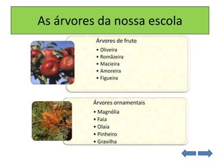 As árvores da nossa escola
Árvores de fruto
• Oliveira
• Romãzeira
• Macieira
• Amoreira
• Figueira
Árvores ornamentais
• Magnólia
• Faia
• Olaia
• Pinheiro
• Gravilha
 