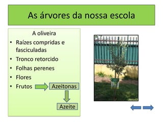As árvores da nossa escola
A oliveira
• Raízes compridas e
fasciculadas
• Tronco retorcido
• Folhas perenes
• Flores
• Frutos
Azeite
Azeitonas
 