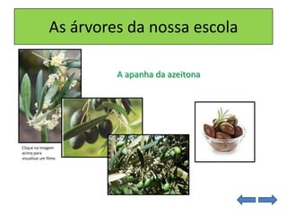As árvores da nossa escola
A apanha da azeitona
Clique na imagem
acima para
visualizar um filme
 