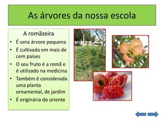 As árvores da nossa escola
A romãzeira
• É uma árvore pequena
• É cultivada em mais de
cem países
• O seu fruto é a romã e
é utilizado na medicina
• Também é considerada
uma planta
ornamental, de jardim
• É originária do oriente
 
