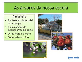 As árvores da nossa escola
A macieira
• É a árvore cultivada há
mais tempo
• É uma árvore de
pequeno/médio porte
• O seu fruto é a maçã
• Suporta bem o frio
 