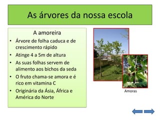 As árvores da nossa escola
A amoreira
• Árvore de folha caduca e de
crescimento rápido
• Atinge 4 a 5m de altura
• As suas folhas servem de
alimento aos bichos da seda
• O fruto chama-se amora e é
rico em vitamina C
• Originária da Ásia, África e
América do Norte
Amoras
 