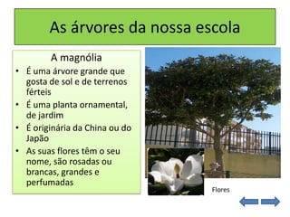 As árvores da nossa escola
A magnólia
• É uma árvore grande que
gosta de sol e de terrenos
férteis
• É uma planta ornamental,
de jardim
• É originária da China ou do
Japão
• As suas flores têm o seu
nome, são rosadas ou
brancas, grandes e
perfumadas
Flores
 