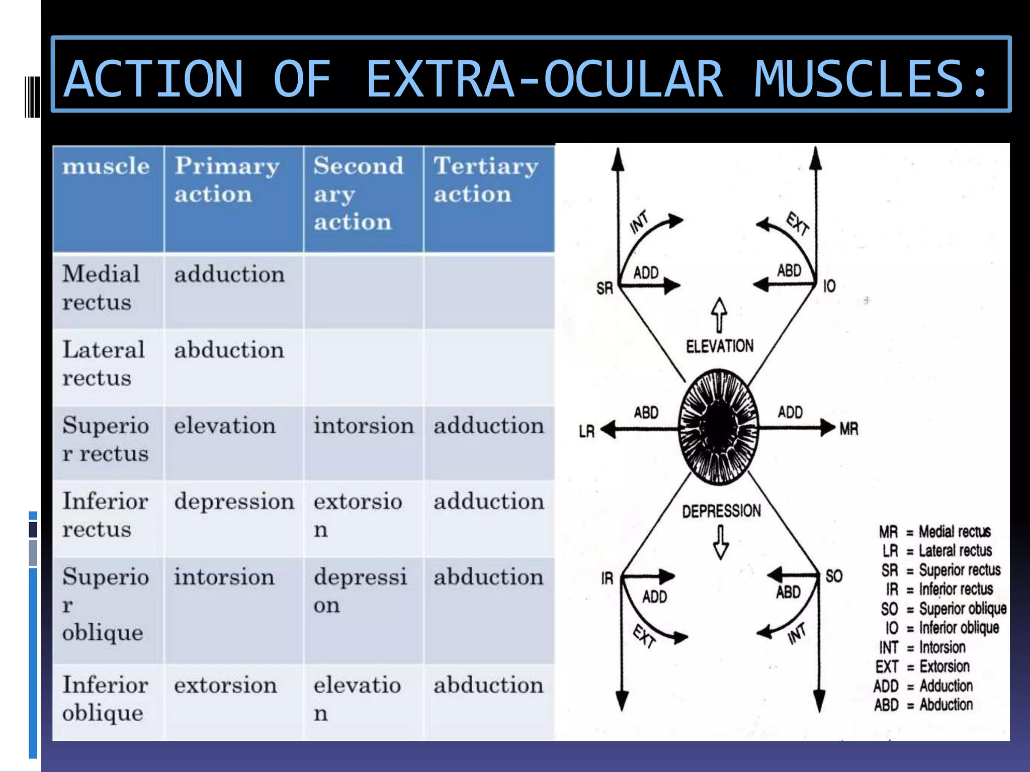 ACTION OF EXTRA-OCULAR MUSCLES:
 