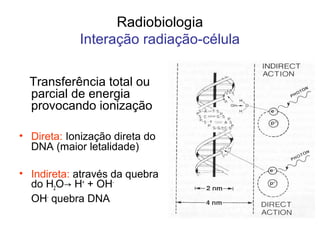 Radiobiologia
Interação radiação-célula
Transferência total ou
parcial de energia
provocando ionização
• Direta: Ionização direta do
DNA (maior letalidade)
• Indireta: através da quebra
do H2O→ H+
+ OH-
OH-
quebra DNA
 