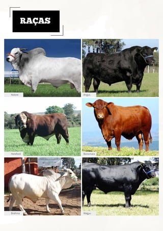 Nelore Angus
Hereford Bonsmara
Brahma Wagyu
RAÇAS
 