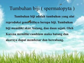 Tumbuhan biji ( spermatopyta ) 
Tumbuhan biji adalah tumbuhan yang alat 
reproduksi generatifnya berupa biji. Tumbuhan 
biji memiliki akar, batang, dan daun sejati. Oleh 
Karena memiliki cambium maka batang dan 
akarnya dapat membesar dan bercabang. 
 