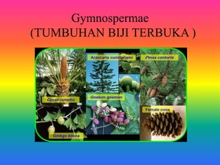 Gymnospermae 
(TUMBUHAN BIJI TERBUKA ) 
 