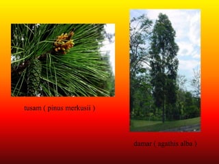 tusam ( pinus merkusii ) 
damar ( agathis alba ) 
 