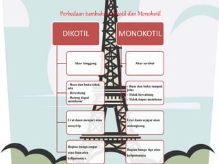 Perbedaan tumbuhan Dikotil dan Monokotil 
DIKOTIL 
Akar tunggang 
- Ruas dan buku tidak 
ada 
- Bercabang 
- Batang dapat 
membesar 
Urat daun menjari atau 
menyirip 
Bagian bunga empat 
atau lima atau 
kelipatannya 
MONOKOTIL 
Akar serabut 
- Ruas dan buku tampak 
jelas 
- Tidak bercabang 
- Tidak dapat membesar 
Urat daun sejajar atau 
melengkung 
Bagian bunga tiga atau 
kelipatannya 
