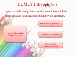 LUMUT ( Bryophyta ) 
Lumut memiliki batang, daun, dan akar semu ( Rizoid ). Pada 
batang dan daun tidak terdapat pembuluh xylem dan floem. 
Lumut dikelompokkan 
menjadi tiga devisi 
Lumut hati ( Hepatophyta ) 
Lumut daun ( Bryophyta ) 
Lumut tanduk 
( Anthocerophyta ) 
 