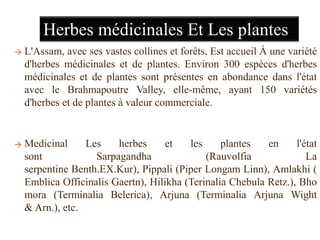 Herbes médicinales Et Les plantes
→ L'Assam, avec ses vastes collines et forêts, Est accueil À une variété
d'herbes médicinales et de plantes. Environ 300 espèces d'herbes
médicinales et de plantes sont présentes en abondance dans l'état
avec le Brahmapoutre Valley, elle-même, ayant 150 variétés
d'herbes et de plantes à valeur commerciale.
→ Medicinal Les herbes et les plantes en l'état
sont Sarpagandha (Rauvolfia La
serpentine Benth.EX.Kur), Pippali (Piper Longam Linn), Amlakhi (
Emblica Officinalis Gaertn), Hilikha (Terinalia Chebula Retz.), Bho
mora (Terminalia Belerica), Arjuna (Terminalia Arjuna Wight
& Arn.), etc.
 