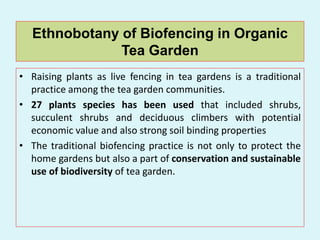 Assam Tea.ppt