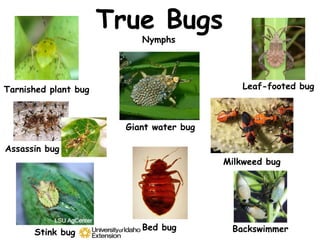 Assassin bug.ppt arthropods insect medical entomology | PPT