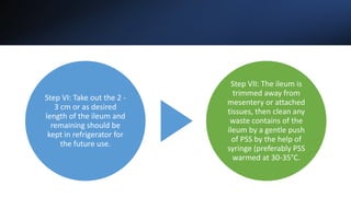 Step VI: Take out the 2 -
3 cm or as desired
length of the ileum and
remaining should be
kept in refrigerator for
the future use.
Step VII: The ileum is
trimmed away from
mesentery or attached
tissues, then clean any
waste contains of the
ileum by a gentle push
of PSS by the help of
syringe (preferably PSS
warmed at 30-35°C.
 