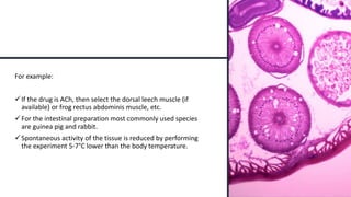 For example:
If the drug is ACh, then select the dorsal leech muscle (if
available) or frog rectus abdominis muscle, etc.
For the intestinal preparation most commonly used species
are guinea pig and rabbit.
Spontaneous activity of the tissue is reduced by performing
the experiment 5-7°C lower than the body temperature.
 