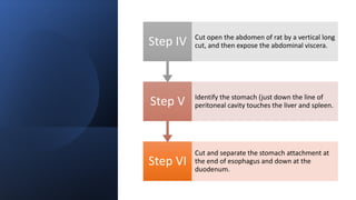 Step VI
Cut and separate the stomach attachment at
the end of esophagus and down at the
duodenum.
Step V Identify the stomach (just down the line of
peritoneal cavity touches the liver and spleen.
Step IV Cut open the abdomen of rat by a vertical long
cut, and then expose the abdominal viscera.
 