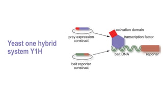Y1h Assays for protein dna interactions | PPTX