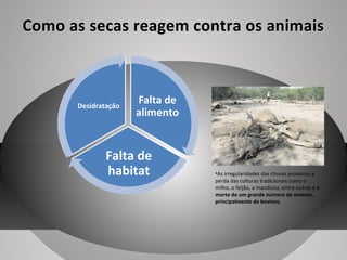Como as secas reagem contra os animais

Desidratação

Falta de
alimento

Falta de
habitat

•As irregularidades das chuvas provocou a
perda das culturas tradicionais como o
milho, o feijão, a mandioca, entre outras e a
morte de um grande número de animais,
principalmente de bovinos.

 