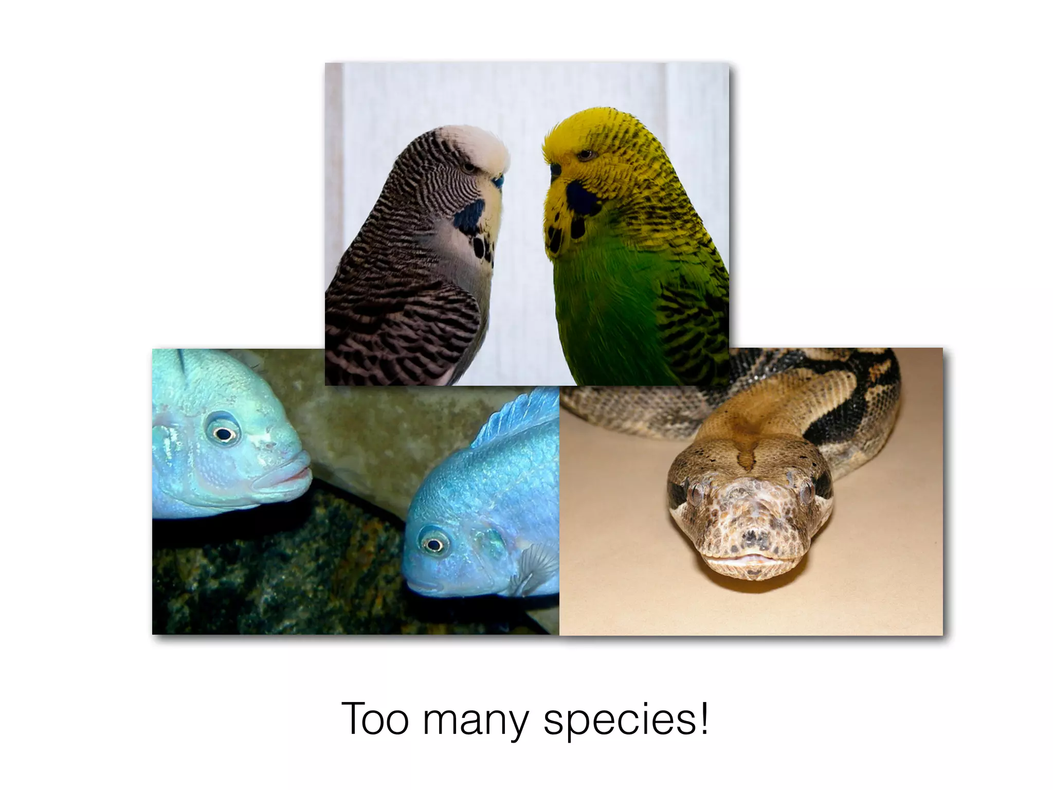 Too many species!
 