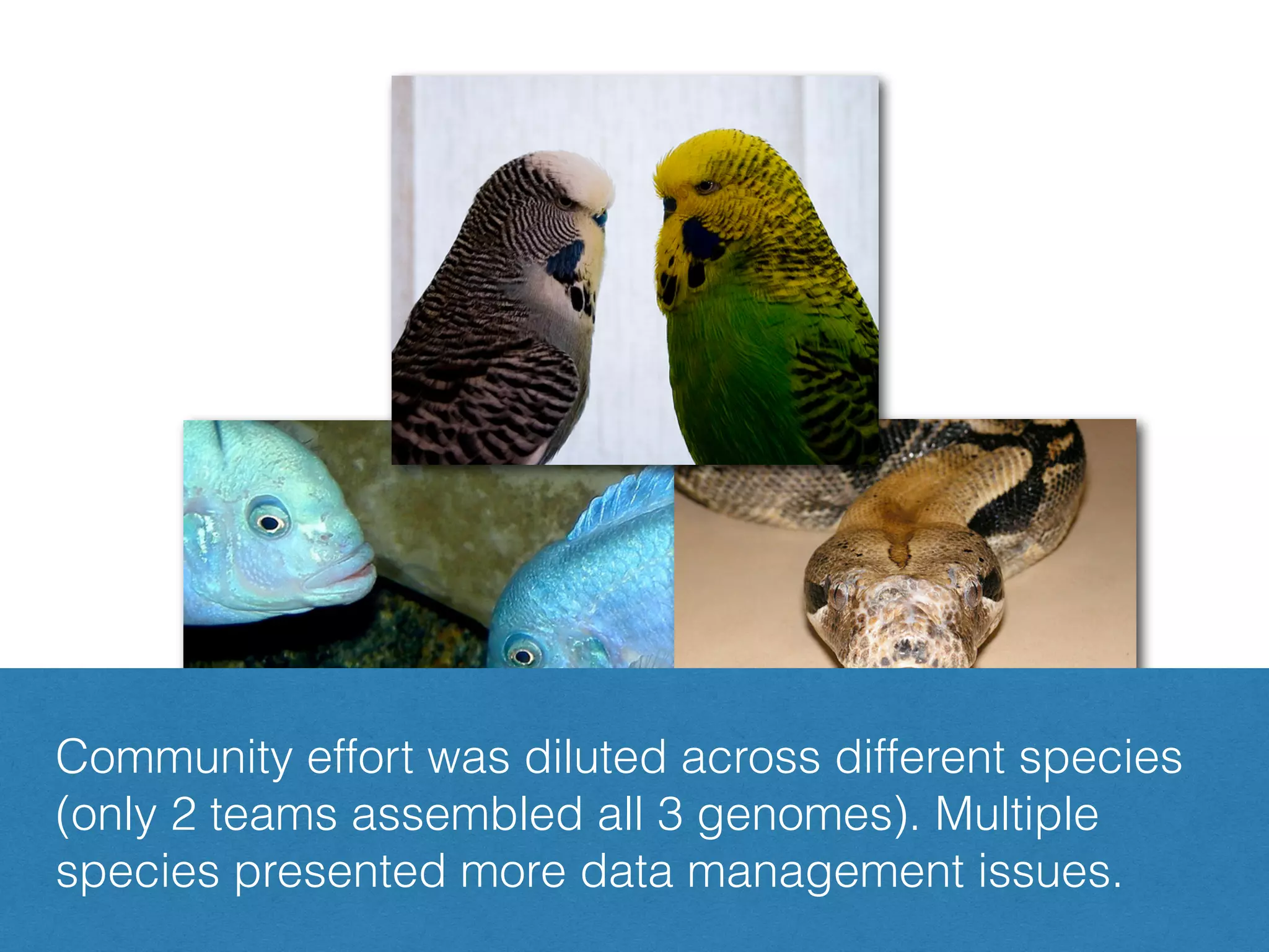 Community effort was diluted across different species
(only 2 teams assembled all 3 genomes). Multiple
species presented more data management issues.
 