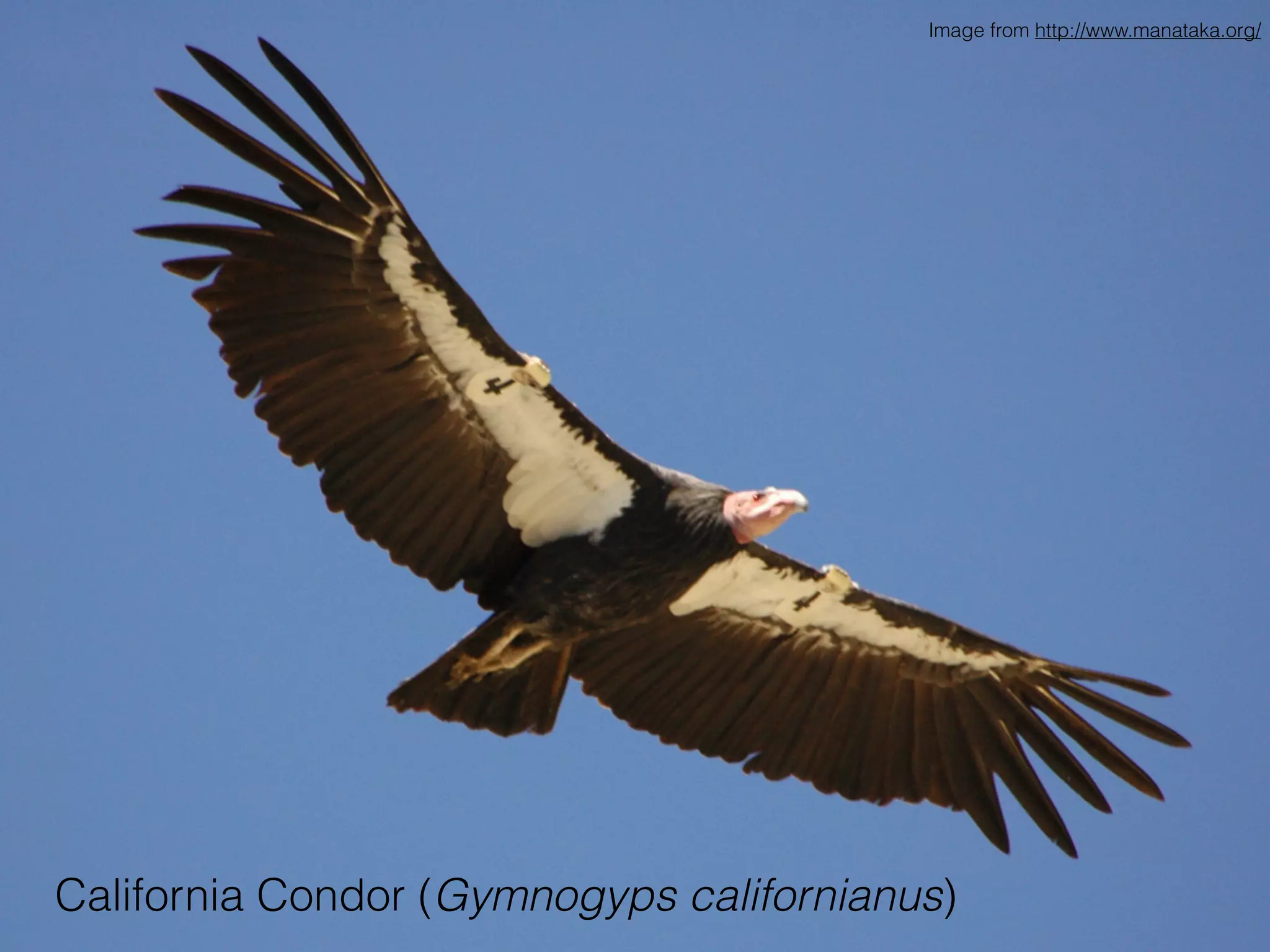 How about an endangered species?
California Condor (Gymnogyps californianus)
Image from http://www.manataka.org/
 
