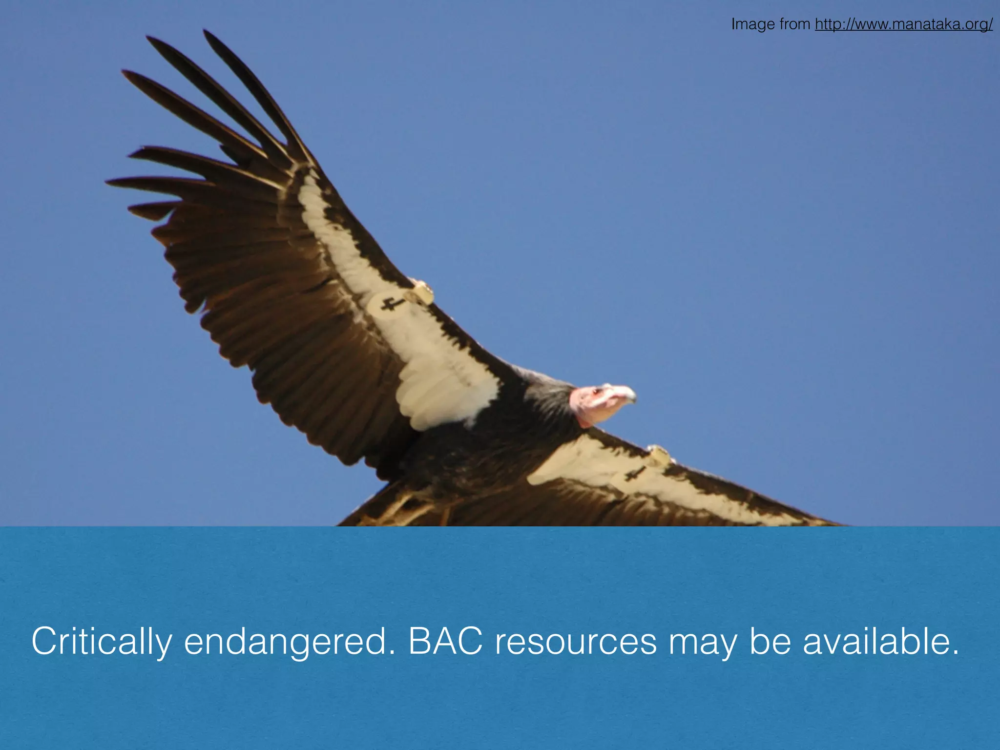 How about an endangered species?
California Condor (Gymnogyps californianus)
Image from http://www.manataka.org/
Critically endangered. BAC resources may be available.
 