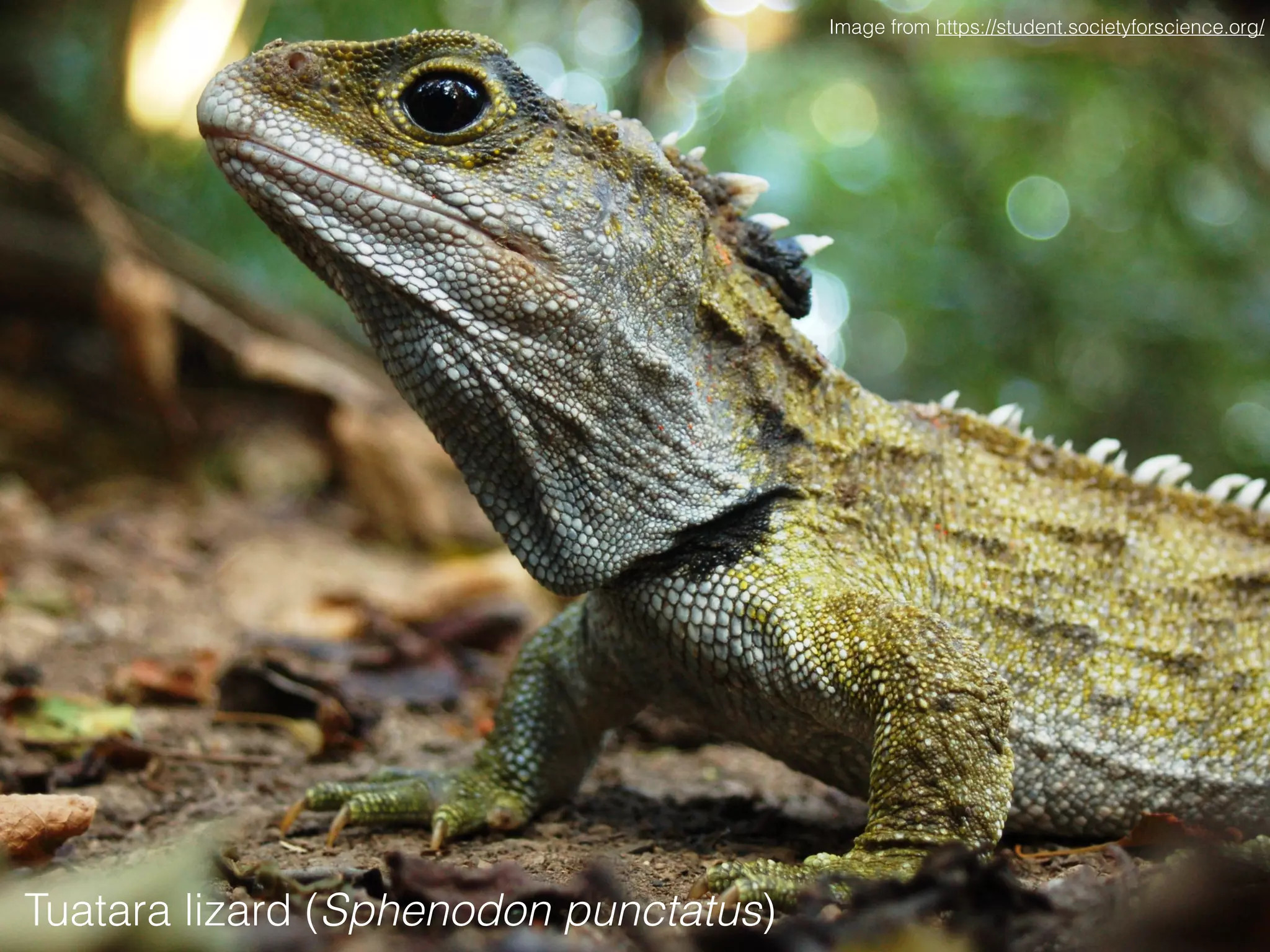Tuatara lizard (Sphenodon punctatus)
Image from https://student.societyforscience.org/
 