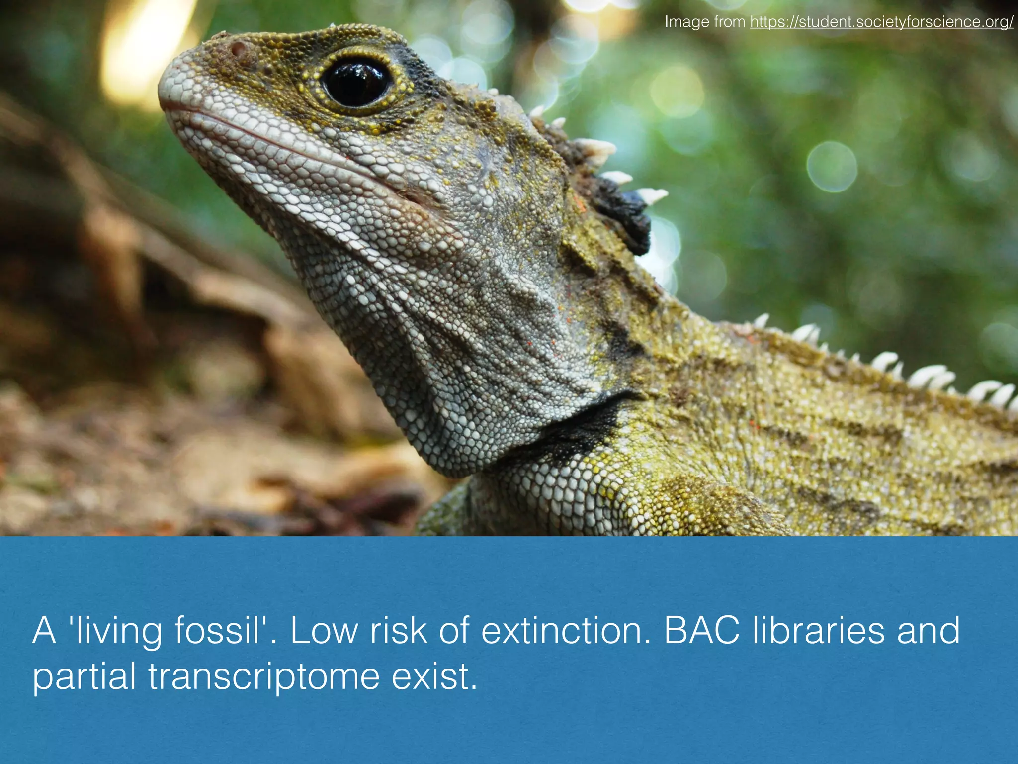 Tuatara lizard (Sphenodon punctatus)
Image from https://student.societyforscience.org/
A 'living fossil'. Low risk of extinction. BAC libraries and
partial transcriptome exist.
 