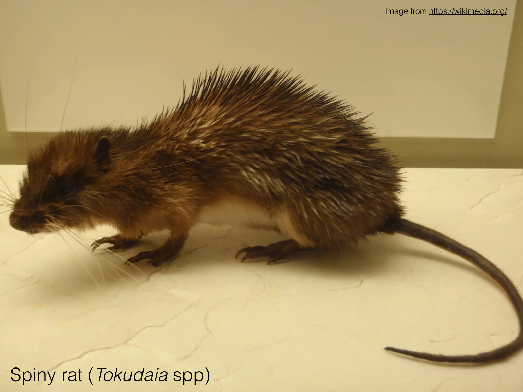 Spiny rat (Tokudaia spp)
Image from https://wikimedia.org/
 