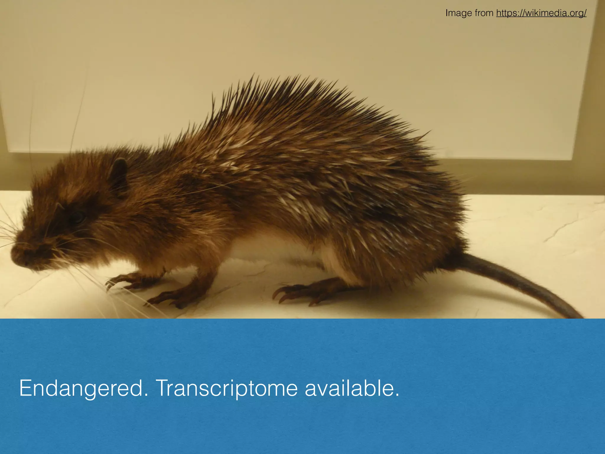Spiny rat (Tokudaia spp)
Image from https://wikimedia.org/
Endangered. Transcriptome available.
 
