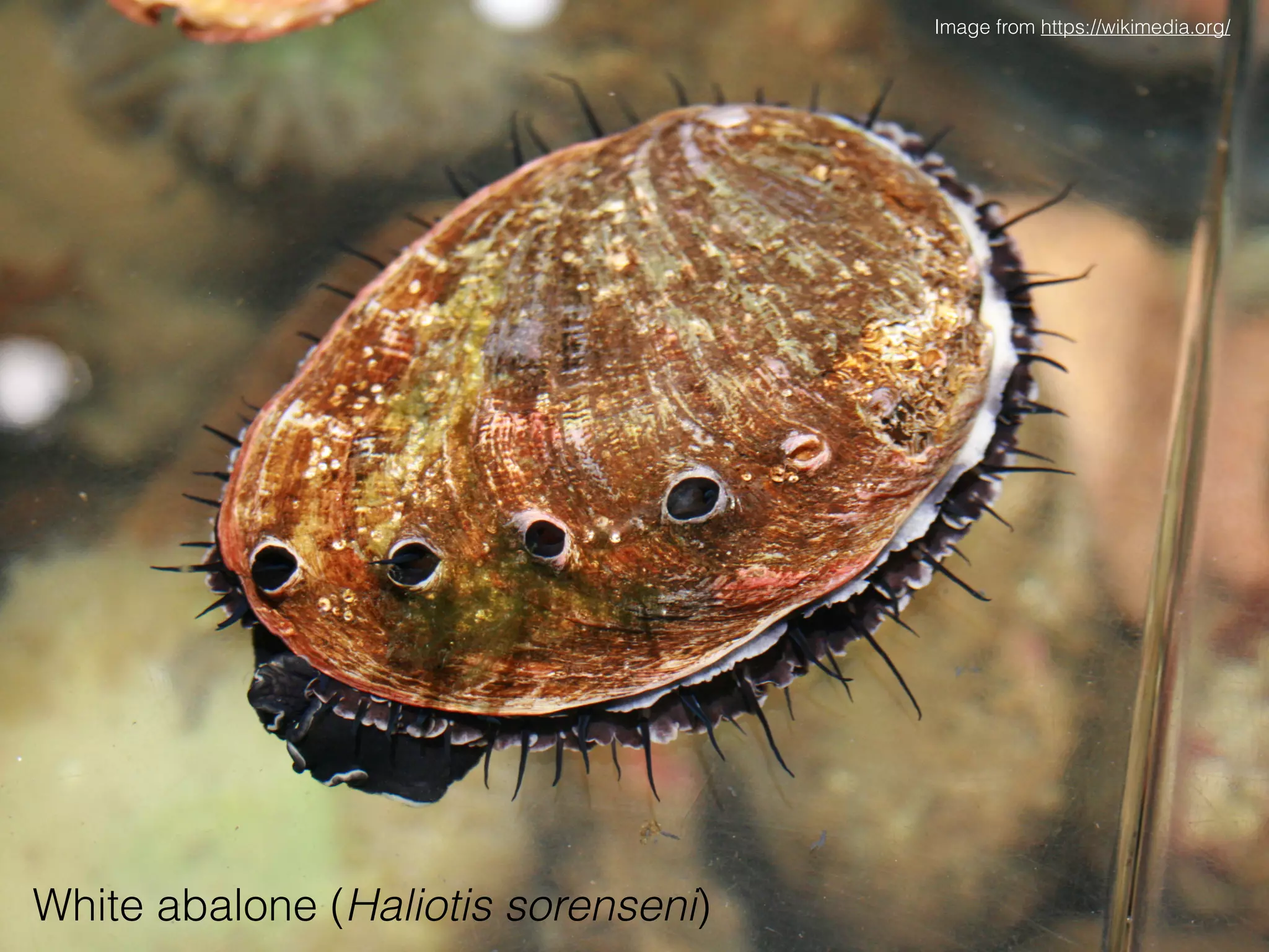 White abalone (Haliotis sorenseni)
Image from https://wikimedia.org/
 