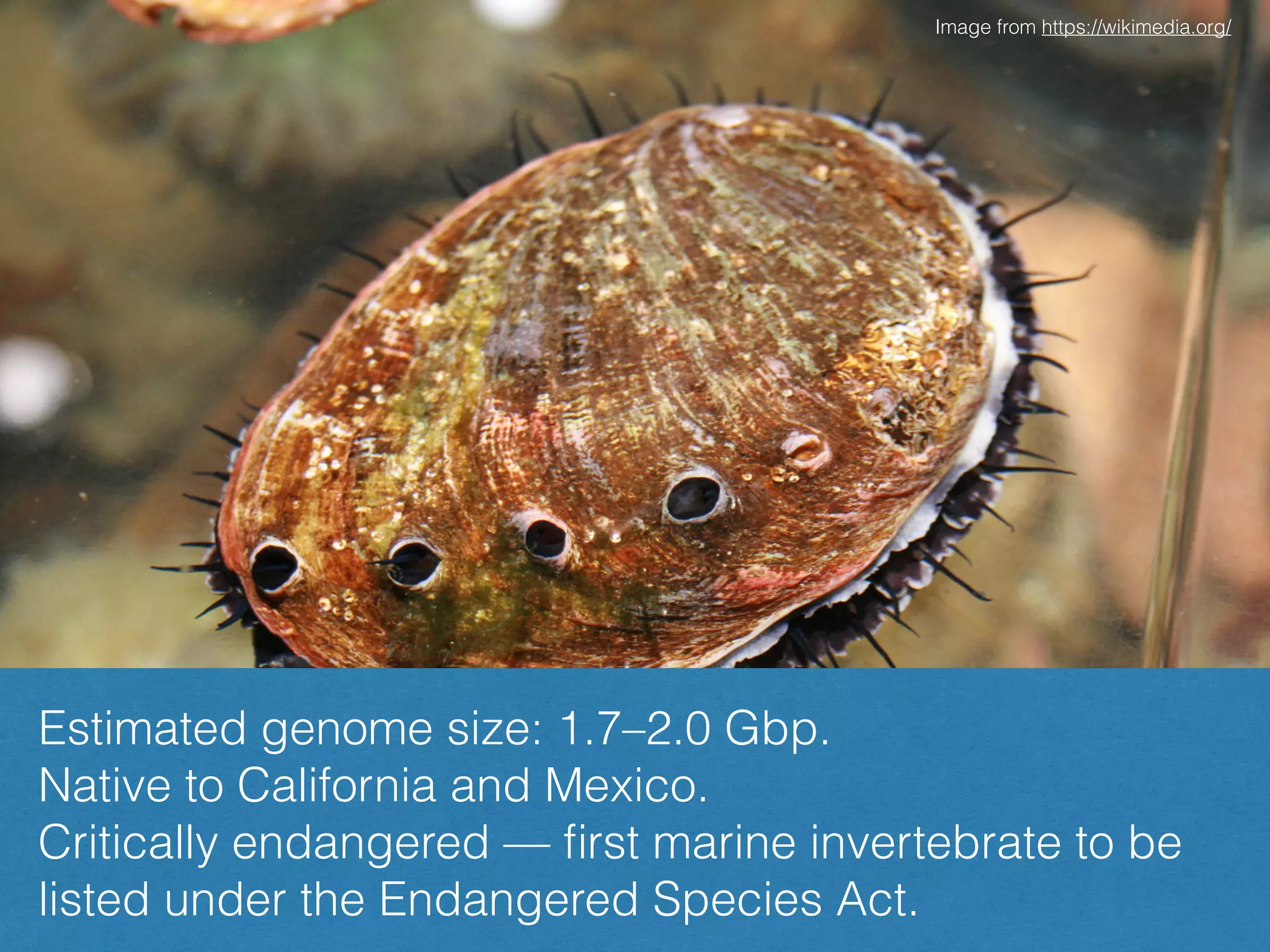 White abalone (Haliotis sorenseni)
Image from https://wikimedia.org/
Estimated genome size: 1.7–2.0 Gbp.
Native to California and Mexico.
Critically endangered — ﬁrst marine invertebrate to be
listed under the Endangered Species Act.
 
