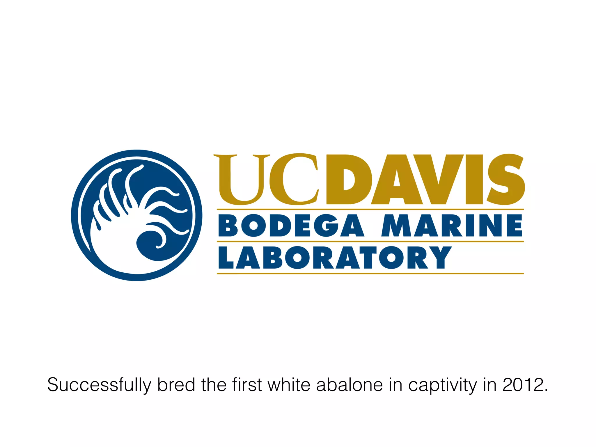 Successfully bred the ﬁrst white abalone in captivity in 2012.
 