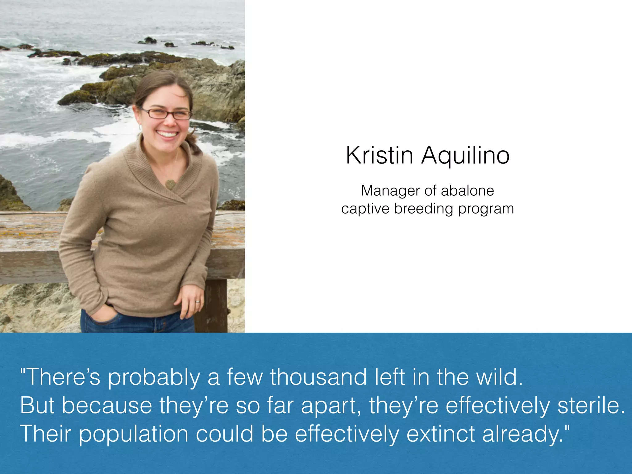 "There’s probably a few thousand left in the wild.
But because they’re so far apart, they’re effectively sterile.
Their population could be effectively extinct already."
Kristin Aquilino
Manager of abalone
captive breeding program
 
