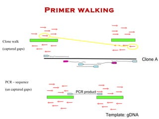 Primer walking Clone walk (captured gaps) Clone A PCR – sequence (un captured gaps) Template: gDNA PCR product 