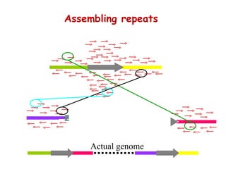 Assembling repeats Actual genome 