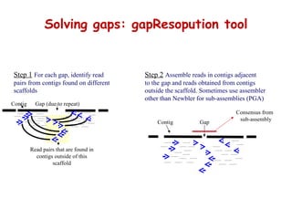 Solving gaps: gapResopution tool Contig Gap (due to repeat) Read pairs that are found in contigs outside of this scaffold Step 1   For each gap, identify read  pairs from contigs found on different  scaffolds Step 2   Assemble reads in contigs adjacent  to the gap and reads obtained from contigs  outside the scaffold. Sometimes use assembler  other than Newbler for sub-assemblies (PGA) Contig Gap Consensus from  sub-assembly 