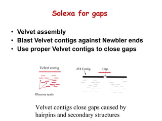 Velvet assembly Blast Velvet contigs against Newbler ends Use proper Velvet contigs to close gaps Solexa for gaps 454 Contig Gap Velvet contig Illumina reads Velvet contigs close gaps caused by  hairpins and secondary structures 