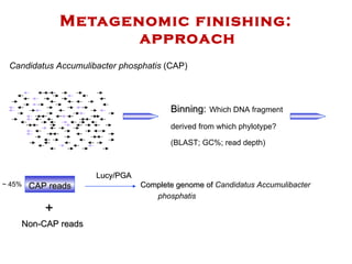 Metagenomic finishing: approach Binning:   Which DNA fragment  derived from which phylotype?  (BLAST; GC%; read depth) Complete genome of  Candidatus Accumulibacter phosphatis Lucy/PGA Candidatus Accumulibacter phosphatis  (CAP) ~ 45% Non-CAP reads CAP reads + 
