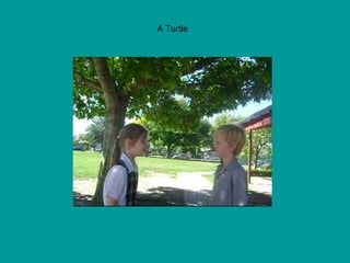 A Turtle  