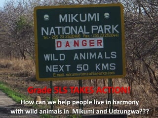 Grade 5LS TAKES ACTION!
   How can we help people live in harmony
with wild animals in Mikumi and Udzungwa???
 