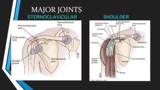 MAJOR JOINTS
STERNOCLAVICULAR SHOULDER
 