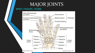 WRIST, FINGERS, THUMB
MAJOR JOINTS
 